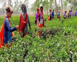 আয় কমে ব্যয় বাড়ছে, ধুকছে মাধবপুরে ৫ চা বাগান